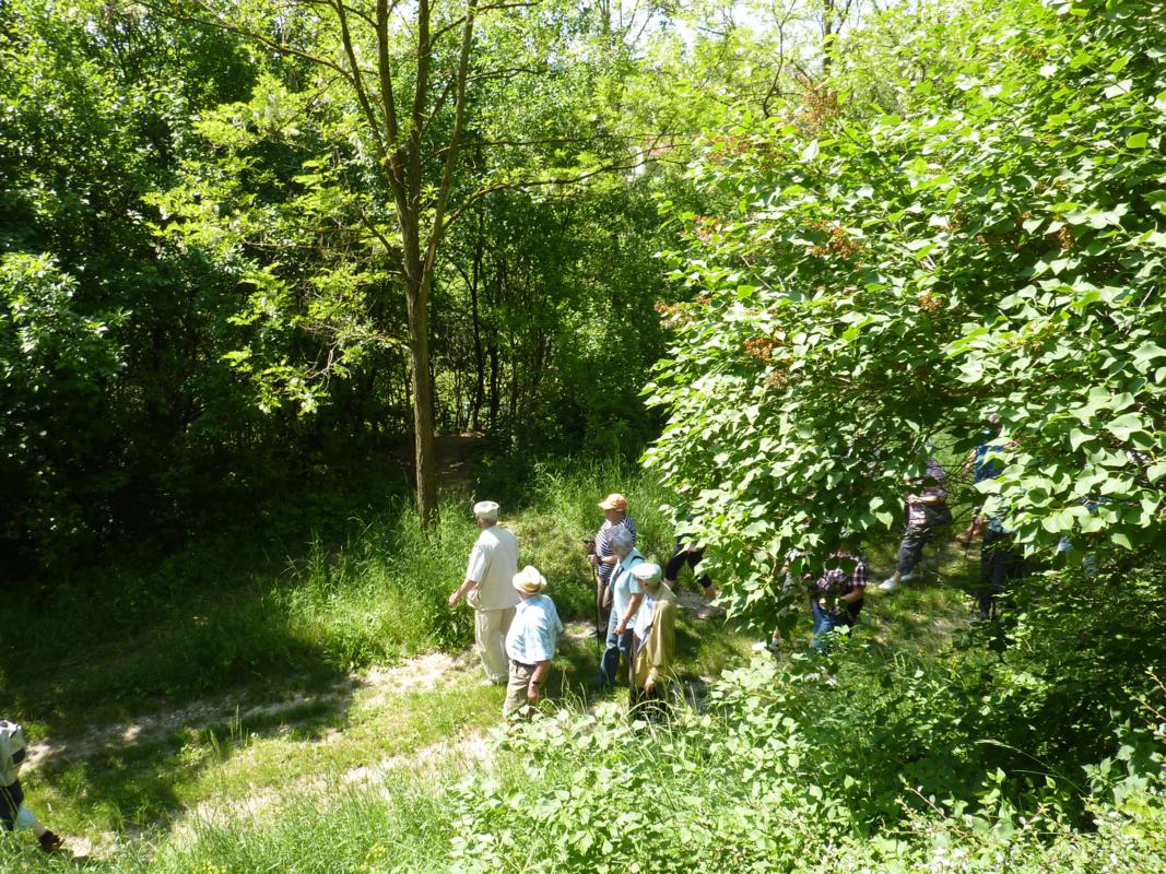 Wanderung Kleinebersdorf 20110519 039.JPG