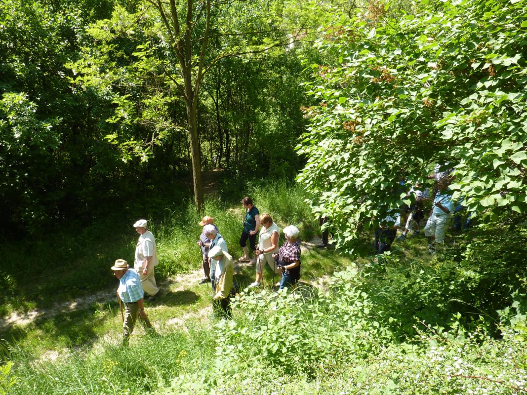 Wanderung Kleinebersdorf 20110519 040.JPG