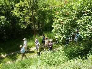 Wanderung Kleinebersdorf 20110519 040.JPG